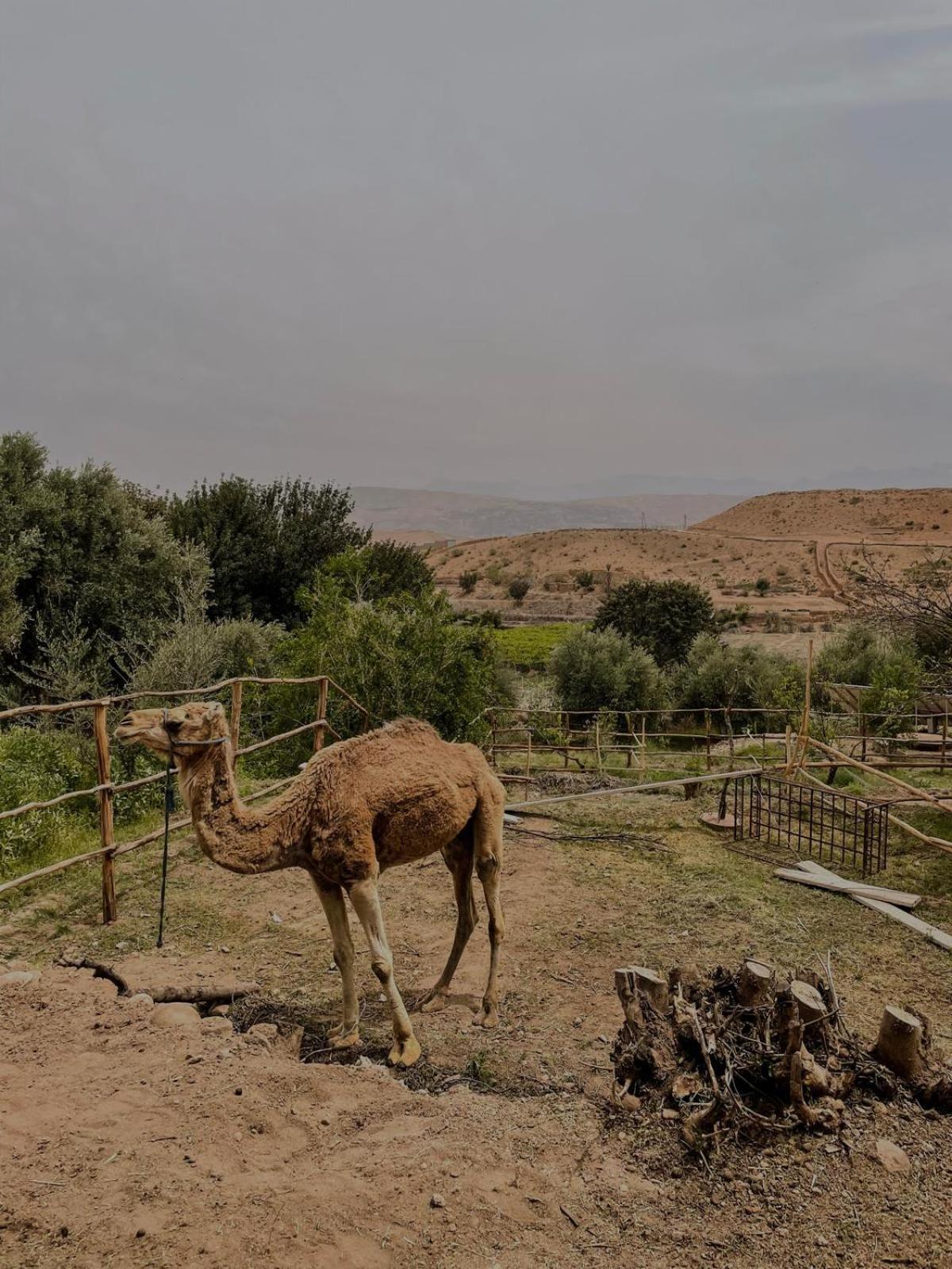 Les Terrasses Du Lac Marrakech Lalla Takerkoust Eksteriør billede